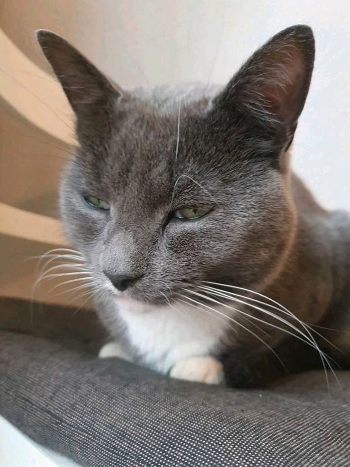 Katze / Kater vermisst in Petersberg (Saalekreis)