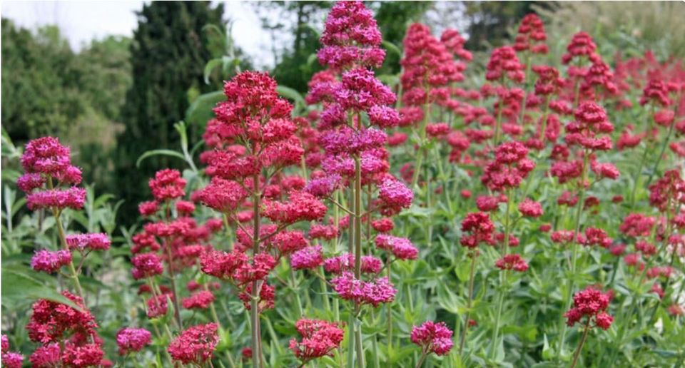 Ableger rote Spornblume (Centranthus Ruber) in Rheda-Wiedenbrück