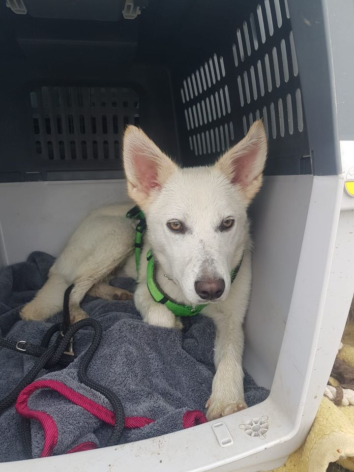 Hübscher PICO ❤ aus dem Tierschutz will die Welt entdecken in Erwitte