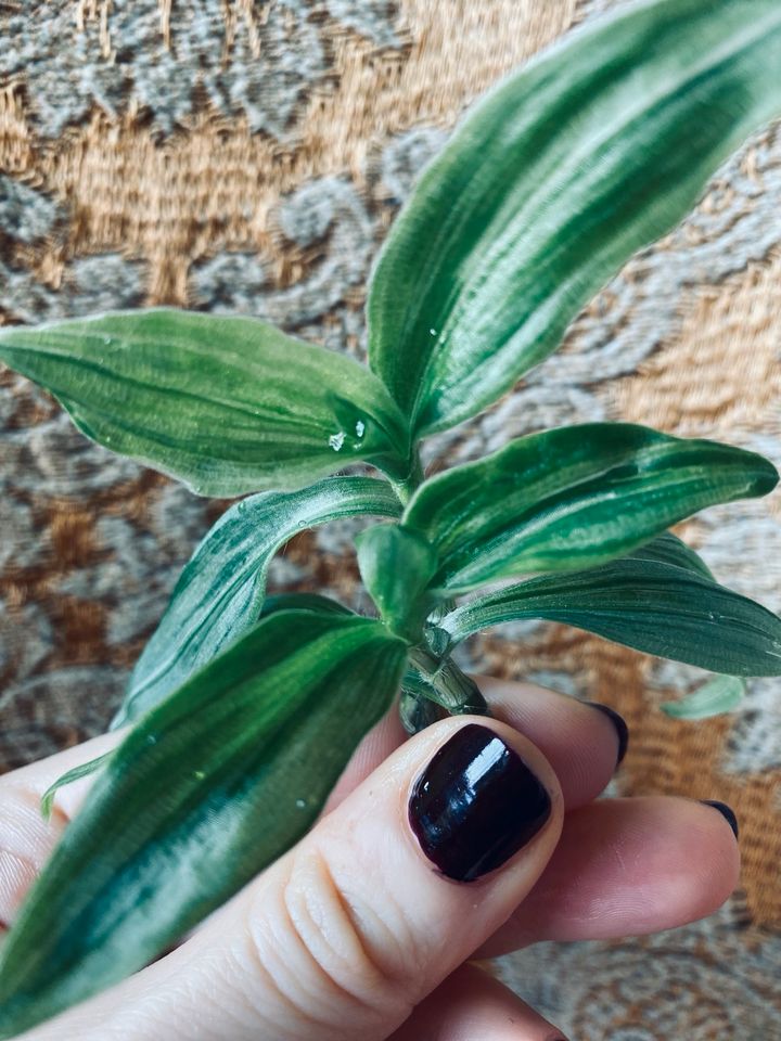 Tradescantia fluminensis albiflora Ableger Stecklinge 2 für 5 € in Berlin