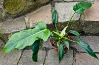 Philodendron Golden Dragon - M15 Hessen - Obertshausen Vorschau