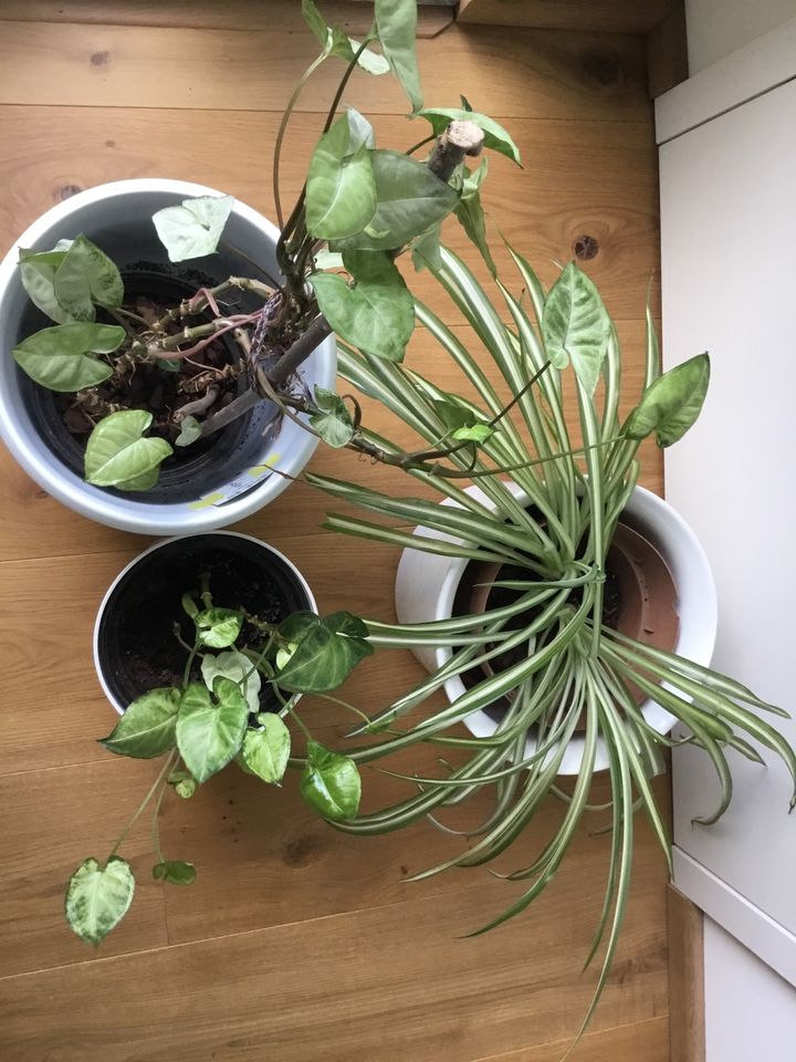 Pflanzen Zimmerpflanzen in Erkelenz