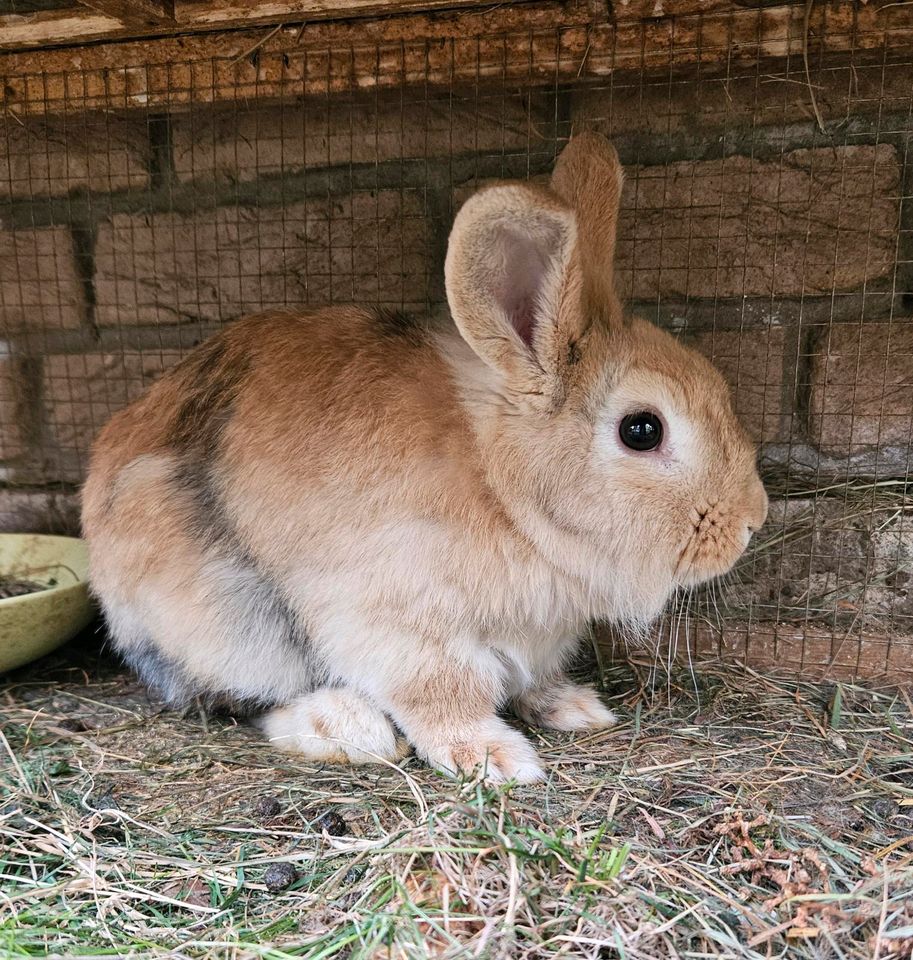 Löwenkopf Kaninchen in Bad Oeynhausen