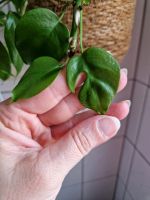 Rhaphidophora Tetrasperma Mini Monstera Zimmerpflanze Dortmund - Innenstadt-Ost Vorschau