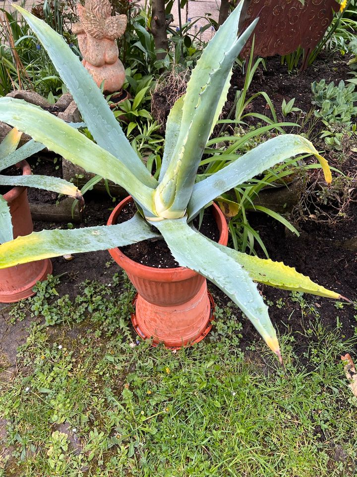 Große Agave mit Topf in Markgröningen