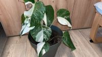 Monstera Deliciosa Albo Variegata Half Moon Zimmerpflanze Sachsen - Treuen Vorschau