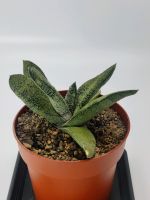 Gasteria Batesiana 10cm 'Barbeton X Glomerata' Sukkulente Pflanze Brandenburg - Königs Wusterhausen Vorschau