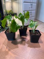 Alocasia Portodora Berlin - Hohenschönhausen Vorschau