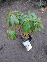 Rhododendron duftend weiß Gartenpflanze Garten Pflanzen Nordrhein-Westfalen - Mönchengladbach Vorschau