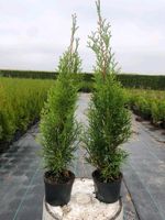 Thuja occidentalis Smaragd Brabant lebensbaum Hecken Pflanzen Bayern - Zirndorf Vorschau