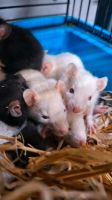 Verkaufe ratten Jungtiere  8wochen alt männlich weiblich Thüringen - Finsterbergen Vorschau