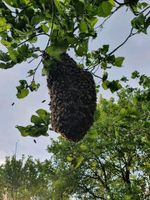 Bienenschwarm gesehen, ich komme ihn kostenlos holen Nordrhein-Westfalen - Neukirchen-Vluyn Vorschau