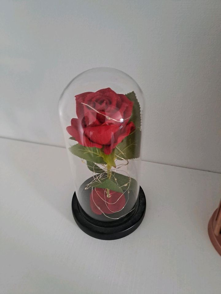 Leuchtende Rose in Kuppel in Meppen