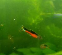 Santamaria guppys schöne rein erbige Baden-Württemberg - Leutkirch im Allgäu Vorschau