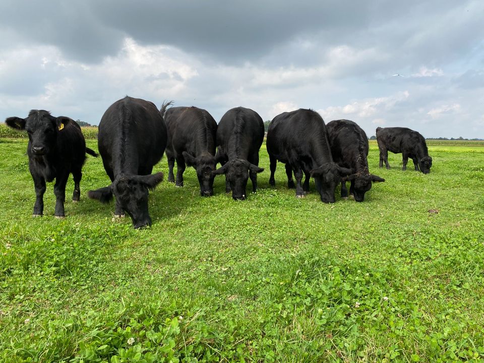 Rindfleisch vom Welsh Black Rind direkt vom Bauernhof in Neuhaus am Inn