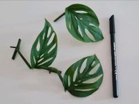 Monstera adansonii Stecklinge (Monkey Leaf) | Zimmerpflanze Bayern - Neu Ulm Vorschau