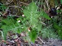 Staudenfenchel Heilpflanze und Gewürzpflanze für den Garten Rostock - Evershagen-Süd Vorschau