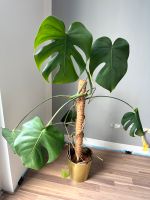 Monstera Fensterblatt Zimmerpflanze 2 Jahre inkl. Rankhilfe 110cm Berlin - Pankow Vorschau