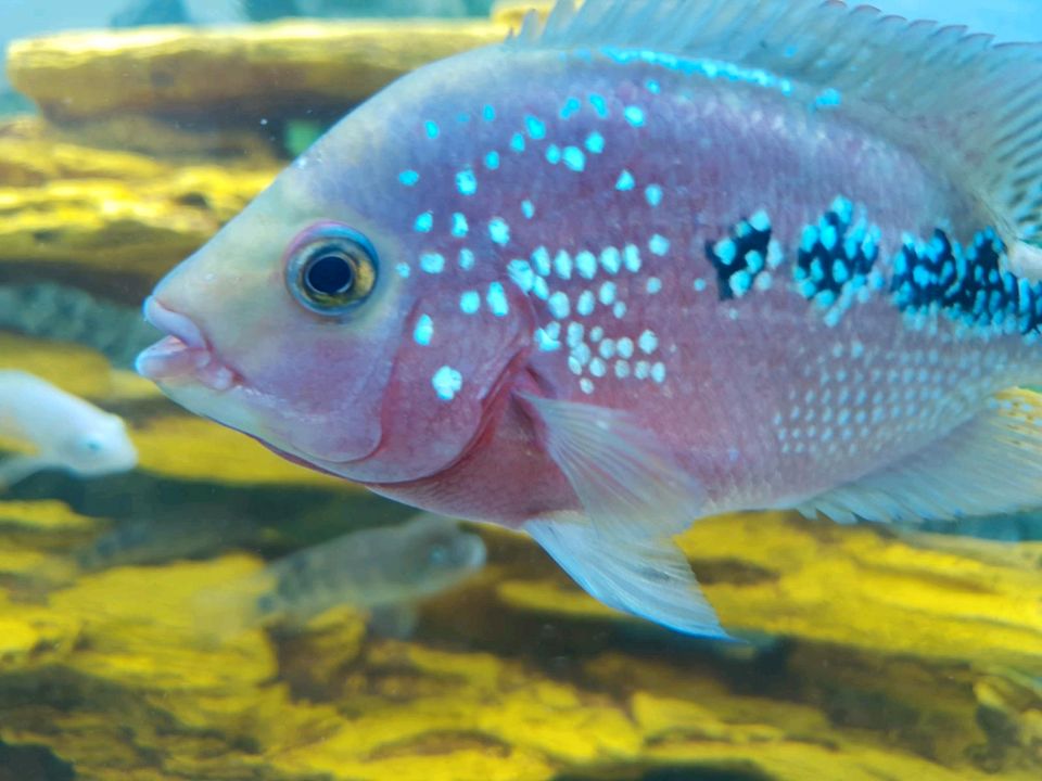 Flowerhorn Super Red Classic Weibchen King Kamfa in Hamburg