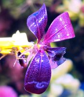 Neu❗⭐ VIOLETT BLOSSOM  MINI ⭐❗Rare Bucephalandra Aquarium Freiburg im Breisgau - March Vorschau