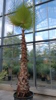 washingtonia robusta Washingtonpalme Stamm 2,5m Gesamt 3-4,5m Nordrhein-Westfalen - Nordkirchen Vorschau