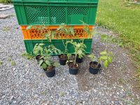 Tomatenpflanzen, Jungpflanzen Bayern - Schechen Vorschau