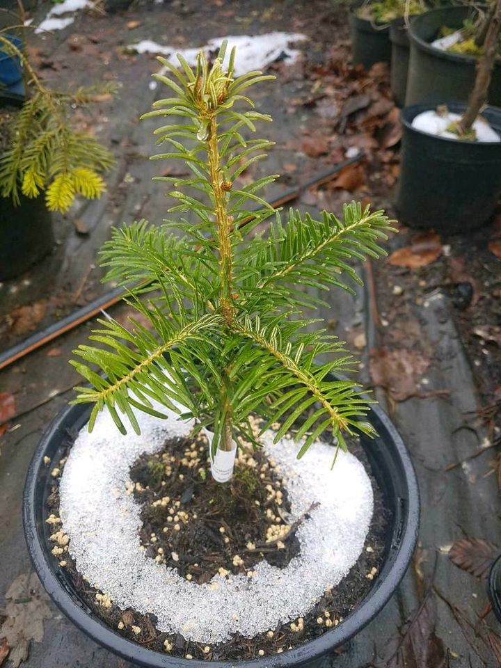 Nordmannstanne Abies nordmanniana Kaukasus-Tanne in Simmerath