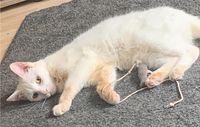 Süße weiße Katze sucht neues Zuhause Leipzig - Reudnitz-Thonberg Vorschau
