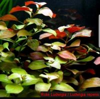 15 Ableger Aquarienpflanze Rote Ludwigia Ludwigia Repens Baden-Württemberg - Fellbach Vorschau