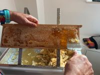Honig naturbelassen und Rosenmarmelade aus Berlin Berlin - Charlottenburg Vorschau