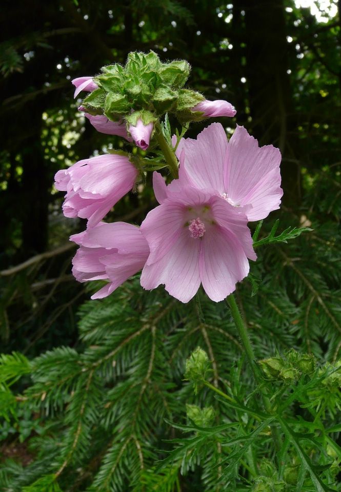 Kartoffelrosen, Hagebuttenrose; Wildrosen, Bodendecker in Eggebek