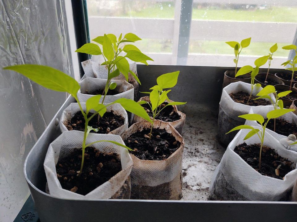 Pflanzen Türkischer Gewürzpaprika Chili de Cayenne in Hennstedt bei Itzehoe