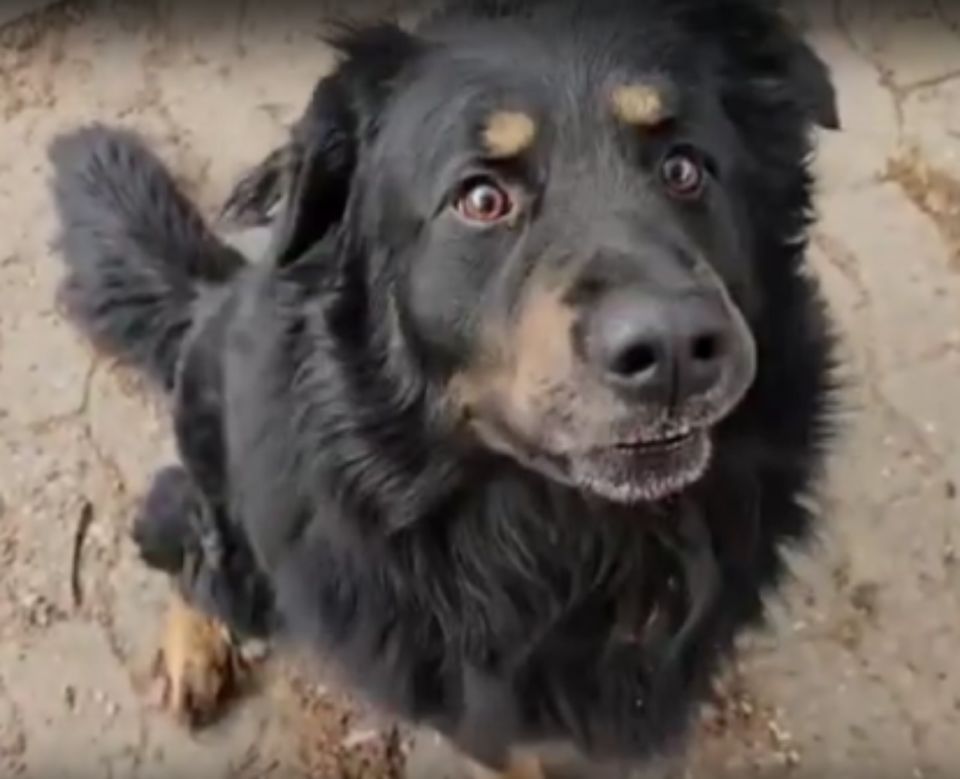 ARES Berner Sennenhund/Schäferhund Mix geb.10/18 a.d.Tierschutz in Schwarmstedt