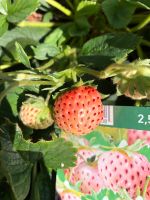 Erdbeerpflanzen „Pineberry“. Fragaria ananassa je 0,7 EUR Nordrhein-Westfalen - Grevenbroich Vorschau