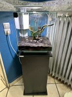 Aquarium 60 Liter led Filter CO2 Anlage top. Inkl Schrank Nordrhein-Westfalen - Waltrop Vorschau