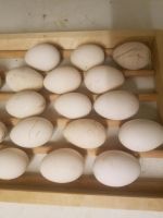 Höckergans Eier zu verkaufen Bayern - Bruck Vorschau