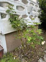 Verschiedene Rosen Nordrhein-Westfalen - Ense Vorschau