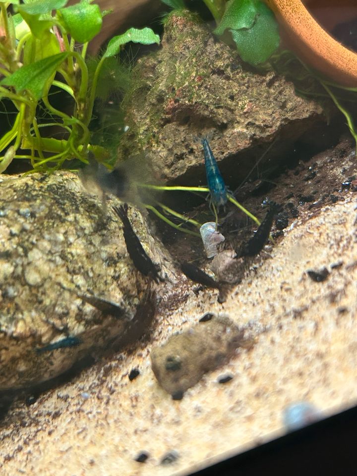 Neocaridina Garnelen zu verkaufen in Viernheim