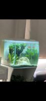 Aquarium Fluval Flex 57 Liter weiß mit Unterschrank Rheinland-Pfalz - Trippstadt Vorschau