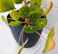 Pilea Ableger Bayern - Königsbrunn Vorschau