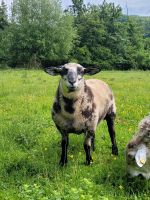 Bocklamm, Schaf  abzugeben, von Januar 24 Nordrhein-Westfalen - Warburg Vorschau