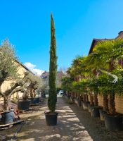 Cupressus sempervirens Totem Zypresse 450-500 cm Nordrhein-Westfalen - Oer-Erkenschwick Vorschau