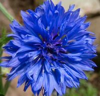 Blaue Kornblumen, Garten, Pflanzen  Blumen Sachsen - Chemnitz Vorschau
