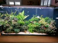 Aquarium Pflanzen, Aufsitzer, anubias, Bucephalandra, Farne Bayern - Tittling Vorschau