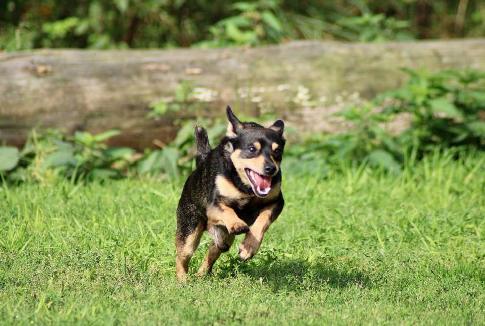 Pepe - Zuhause oder Dauerpflegestelle gesucht in Wettringen