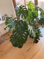 Monstera XXL in Lechuza Topf Baden-Württemberg - Kernen im Remstal Vorschau