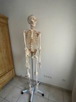 Skelett, Physio, Ergo Nordrhein-Westfalen - Much Vorschau