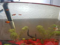 Aquariumfische Platy Babys rot orange schwarz Friedrichshain-Kreuzberg - Kreuzberg Vorschau