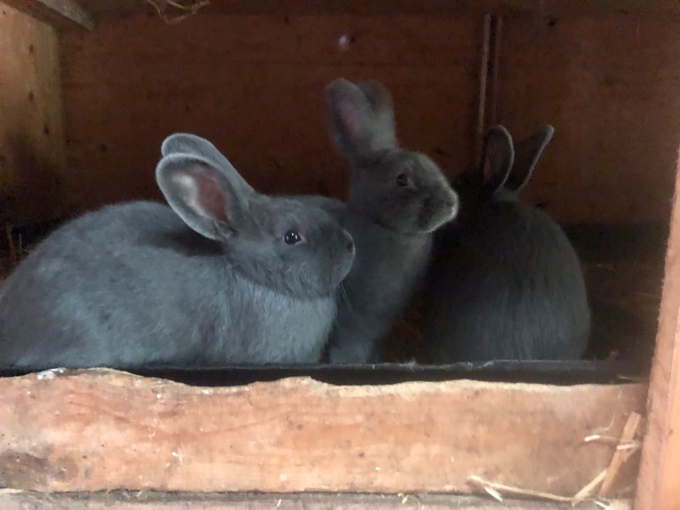 Mehrere Junge  Blauer Wiener Rammler Kaninchen in Kirchtimke