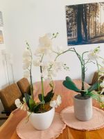 Orchideen künstliche Nordrhein-Westfalen - Jülich Vorschau